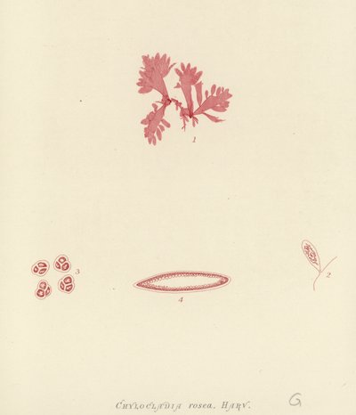 British Sea-Weed (naturtryckt) av English School